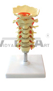 The model of occipital, cervical vertebrae and vertebral artery, spinal nerves